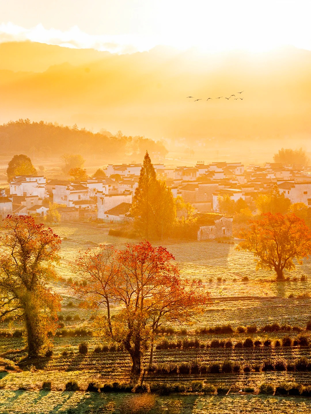 这才是秋天该有的样子，国内没有平替！_2_陈帆fotochen_安徽徽州-来自52tours 我爱旅游网